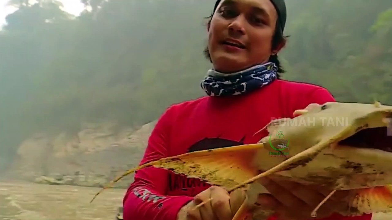 Bagarius Sang Predator Sungai