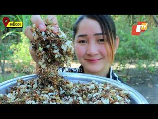 Odisha Govt Applies For GI Tag Of Red Ant Eating In Mayurbhanj