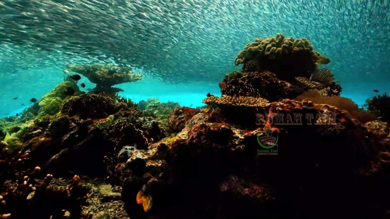Banyaknya Ikan Planet Kita