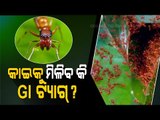 Special Story | Odisha Applies For GI Tag Of Red Ants Delicacy In Mayurbhanj