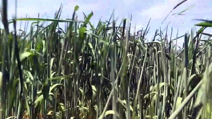 NİĞDE - Çiftçiler Cumhurbaşkanı Erdoğan'ın açıkladığı desteklerden memnun