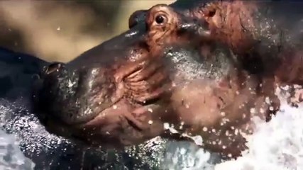 Dev timsah onlarca su aygırının arasında kalırsa...