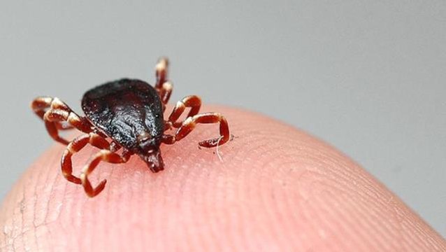 Öldürücülüğü koronadan çok daha yüksek olan Kırım Kongo Kanamalı Ateşi hastalığı nedeniyle Sivas'ta 3 kişi yaşamını yitirdi