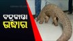 14-Kg Live Pangolin Rescued In Cuttack