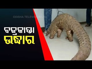 14-Kg Live Pangolin Rescued In Cuttack