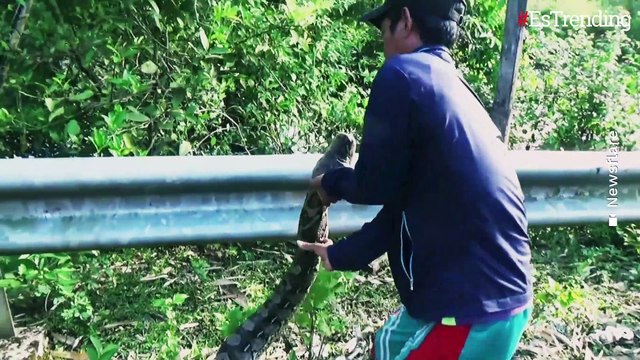 Aldeanos capturan a una enorme pitón de 7 metros de largo en Indonesia