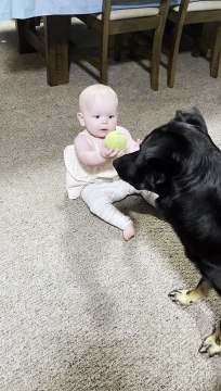 Dog Fetches Ball With Baby