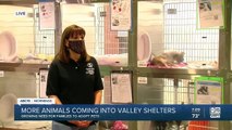 More animals are coming into Valley shelters