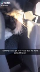 Gas Fill up Garners Doggie Protest