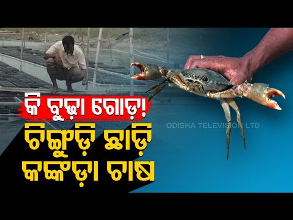 Crab Farming Makes For A Profitable Business For This Chilika Man