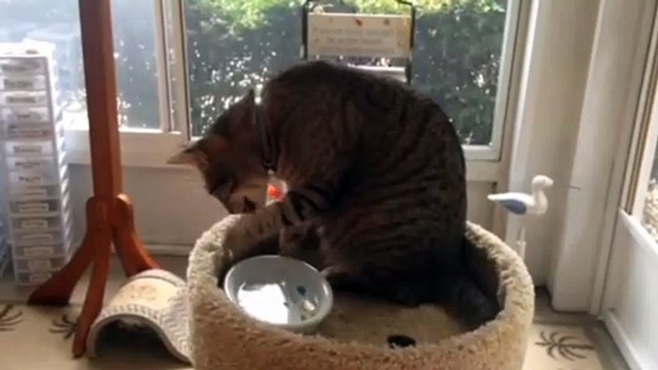 Baby cats- cute and Funny cat video compilation.