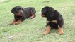 Cutest Rottweiler Puppies Of All Time - Funny Puppy Videos 2021 || Cutest Puppies || Pet lovers || Dogs
