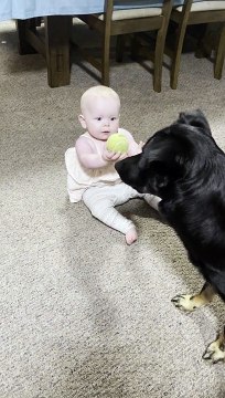 Dog Fetches Ball With Baby