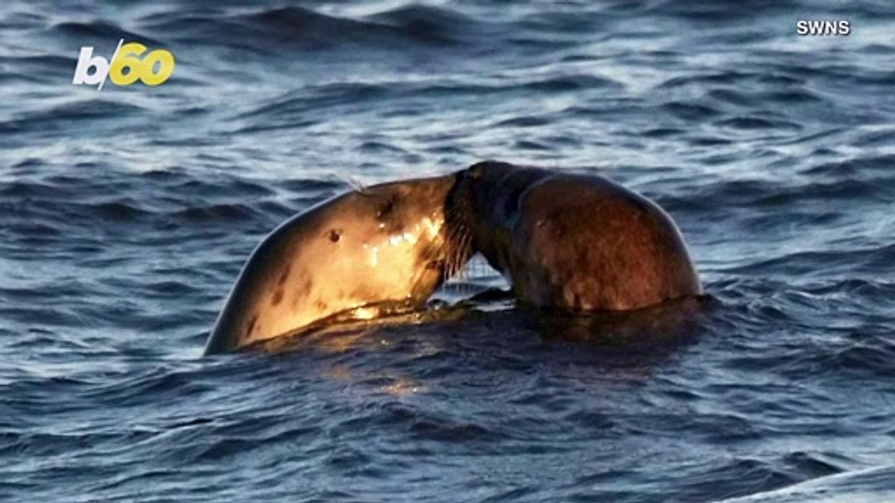 A Very Sweet Moment Between Two Adorable Seals Captured on Camera!