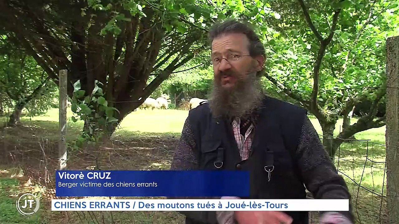 CHIENS ERRANTS / Des moutons tués à Joué-lès-Tours