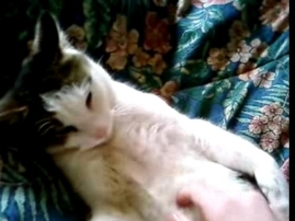 Frayeur du chat