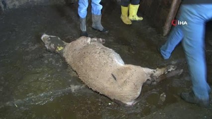 Erzurum'da feci yangın: 9 kişi yaralandı, 7 hayvan telef oldu