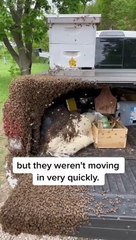 Download Video: Un essaim d'abeilles a envahi sa voiture, elle la déplace vers une vraie ruche !