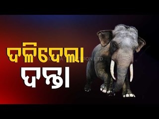 Elephant Tramples One Person In Bolangir