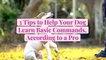 3 Tips to Help Your Dog Learn Basic Commands, According to a Pro