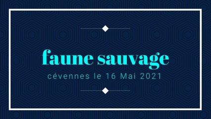 FAUNE SAUVAGE le 16 MAI 2021