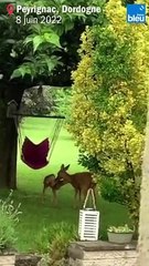 Une maman chevreuil et son petit faon dans un jardin de Peyrignac