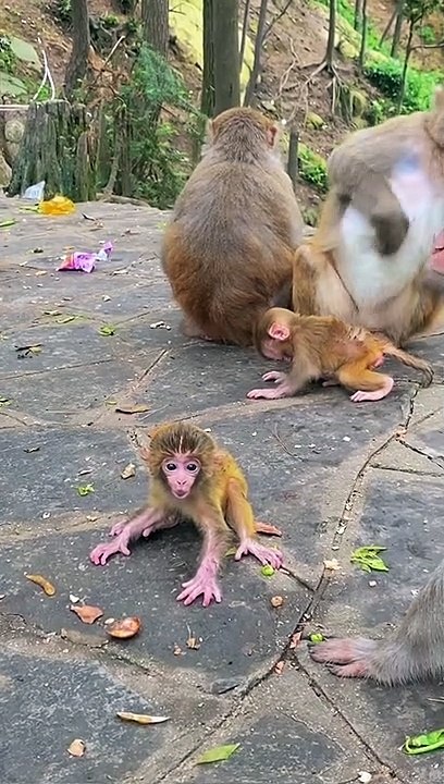 Baby monkey cute animals 36