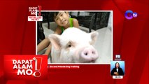Potbellied pig na alaga ng isang Pinoy, overload sa cuteness! | Dapat Alam Mo!