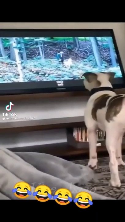 dog tv dogs playing