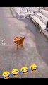 The dog has legs and walks without using the legs 
