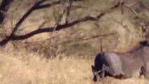 African Wildlife In Action! Warthog Tossing Male Lion To The Air To Save Baby - Tiger vs Porcupine