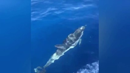 Pecoraro Scanio "Sbloccare l'area marina protetta Ketos a Taranto"