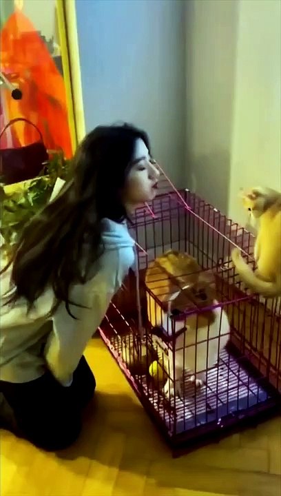 الحيوانات لما تتجنن  | animals when they go crazy