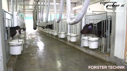 See how this cow machine works. Incredible farm, modern technology machines