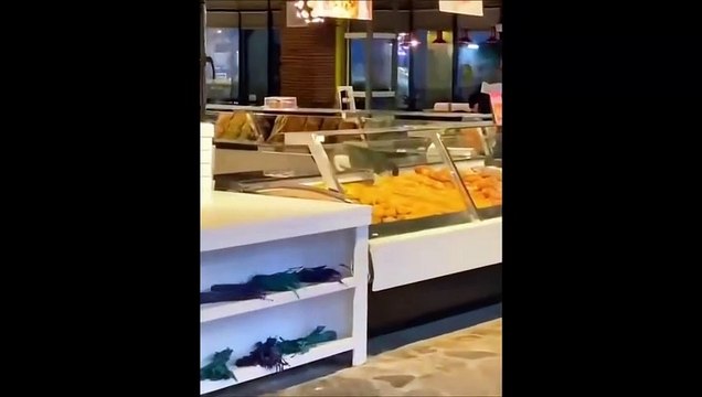 Un chat pris en flag... Petit voleur