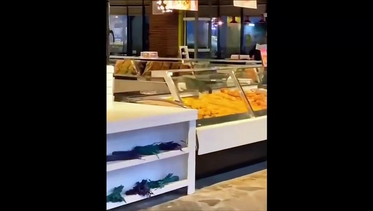 Un chat pris en flag... Petit voleur