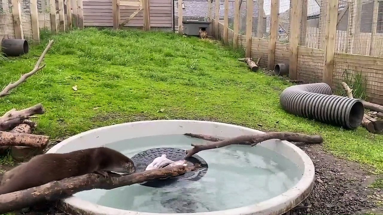 Sauvée de la noyade, cette petite loutre a peur de l'eau et doit réapprendre à plonger pour pêcher !
