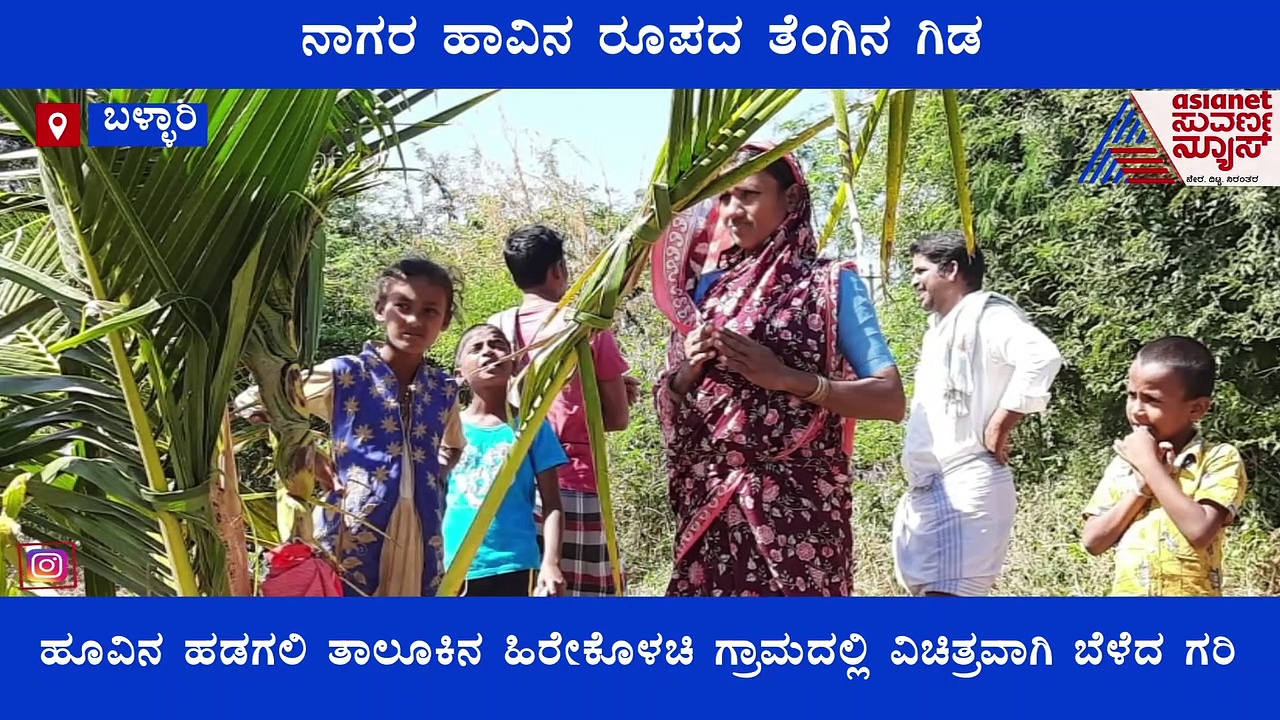 ಬಳ್ಳಾರಿಯಲ್ಲಿ ಹಾವಿನ ಆಕಾರದ ತೆಂಗಿನ ಗರಿ... ಜೆಸಿಬಿಯಿಂದ ಹಾವು ಕೊಂದಿದ್ದರು!
