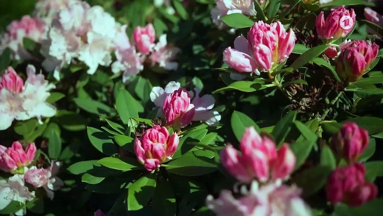 Rote Rosen 3575 folge