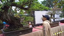 GEBYAR BONSAI DI KOTA RESIK#PAMNAS BONSAI PPBI Cabang TASIKMALAYA KOTA