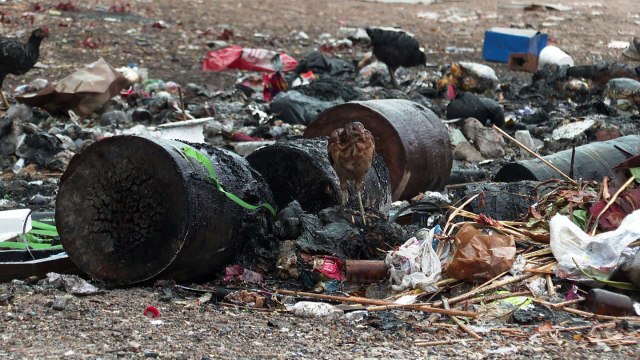 Incendian basura y provocan afectaciones a los vecinos de la Floresta | CPS Noticias Puerto Vallarta