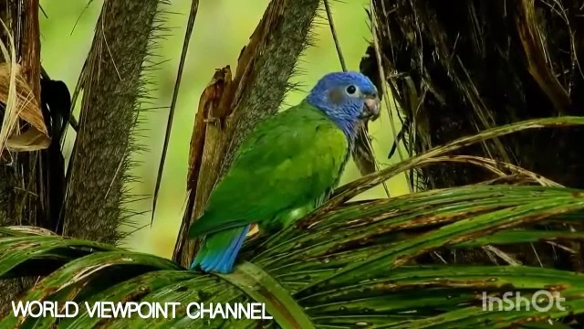 Different colours of beautiful parrots /  world Viewpoint channel