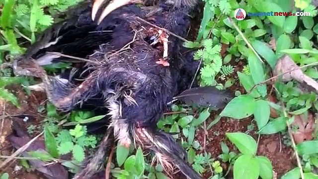 ബൈജു ഇവിടെയുണ്ട്; ആ വേഴാമ്പല്‍ കുഞ്ഞുങ്ങളും...