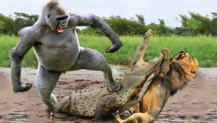 Crocodile clumsy - Crocodile bit his prey in failure _ Crocodile is constantly tortured by prey