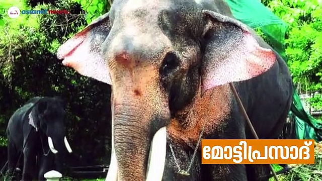 അറിയാം തെച്ചിക്കോട്ടുകാവ് രാമചന്ദ്രനെ