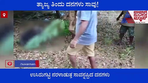 ಸೂಕ್ತ ವಿಲೇವಾರಿ ಇಲ್ಲದ ತ್ಯಾಜ್ಯ ತಿಂದು ಹಸುಗಳು ಸಾವು..!