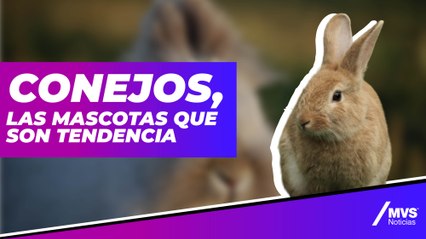 Hablemos de conejos, las mascotas más tiernas