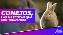 Hablemos de conejos, las mascotas más tiernas