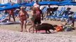 Banhistas são surpreendidos por javali em praia de Alicante