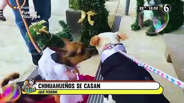 ¡Amor es amor! Perritos chihuahuas se casan y les realizan curiosa ceremonia